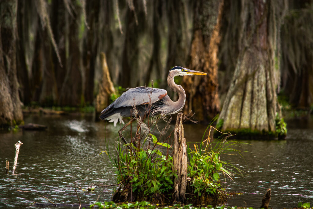 Séjour ornithologique entre le 25 avril et le 3 mai 2025 – La Louisiane autrement